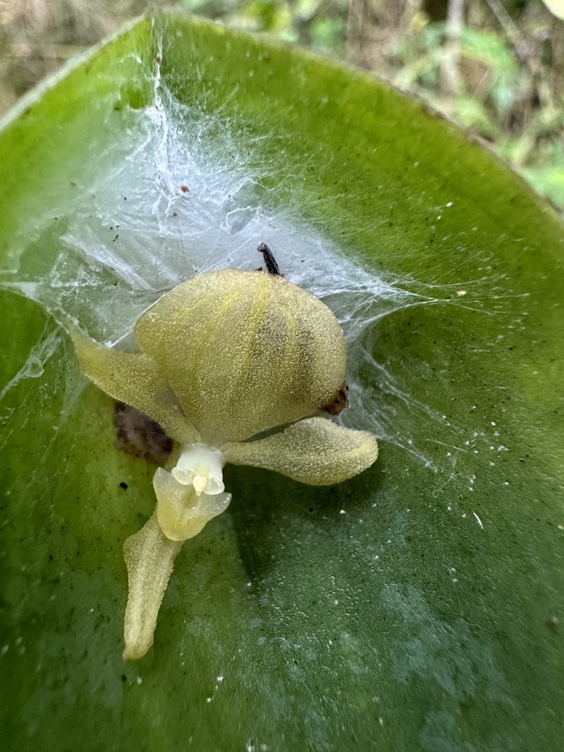 Pleurothallis andreaskayi