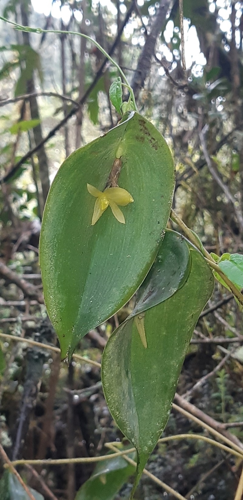 Pleurothallis andreaskayi photo 2