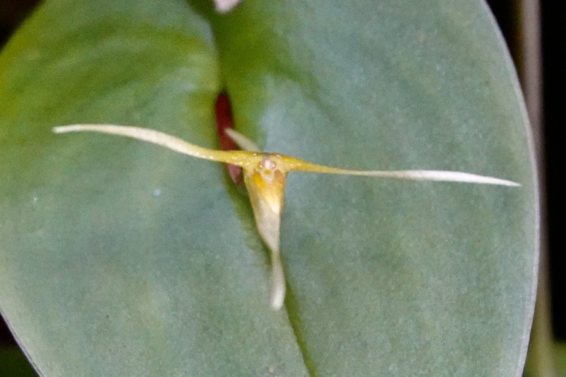 Pleurothallis asteria