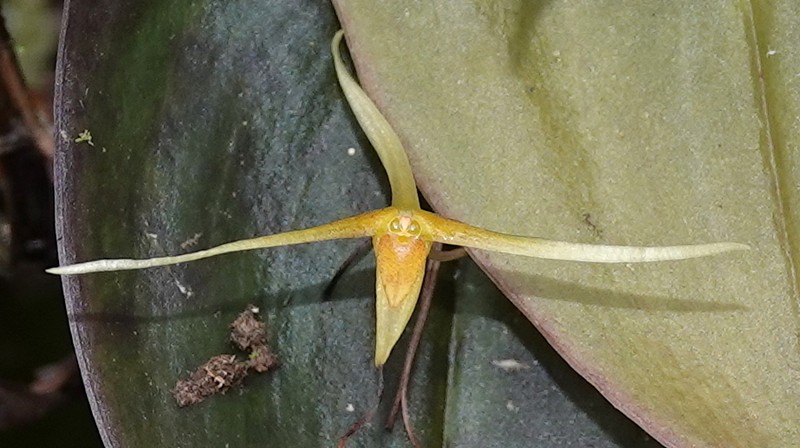 Pleurothallis asteria photo 2