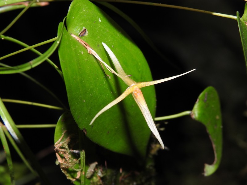 Pleurothallis asteria photo 3