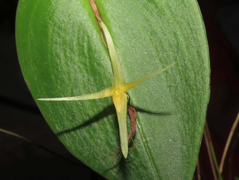 Pleurothallis asteria photo 4