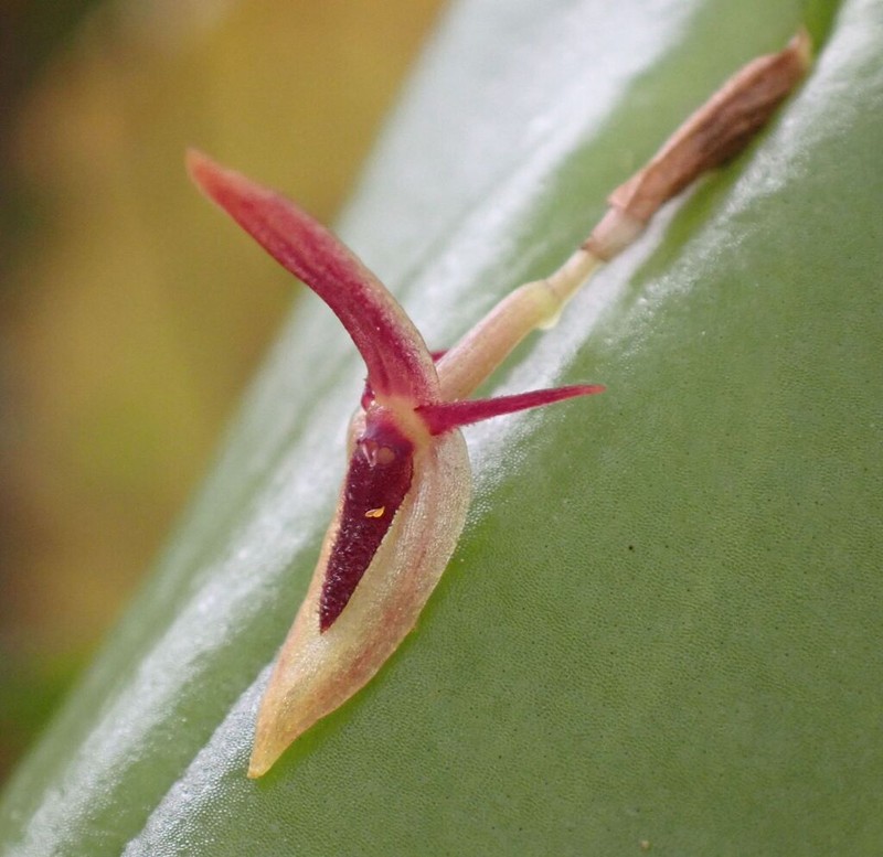 Pleurothallis franciana