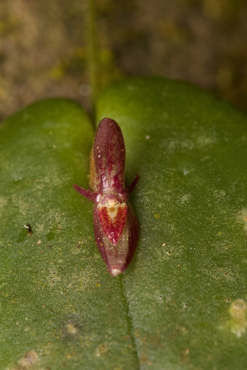 Pleurothallis franciana photo 2