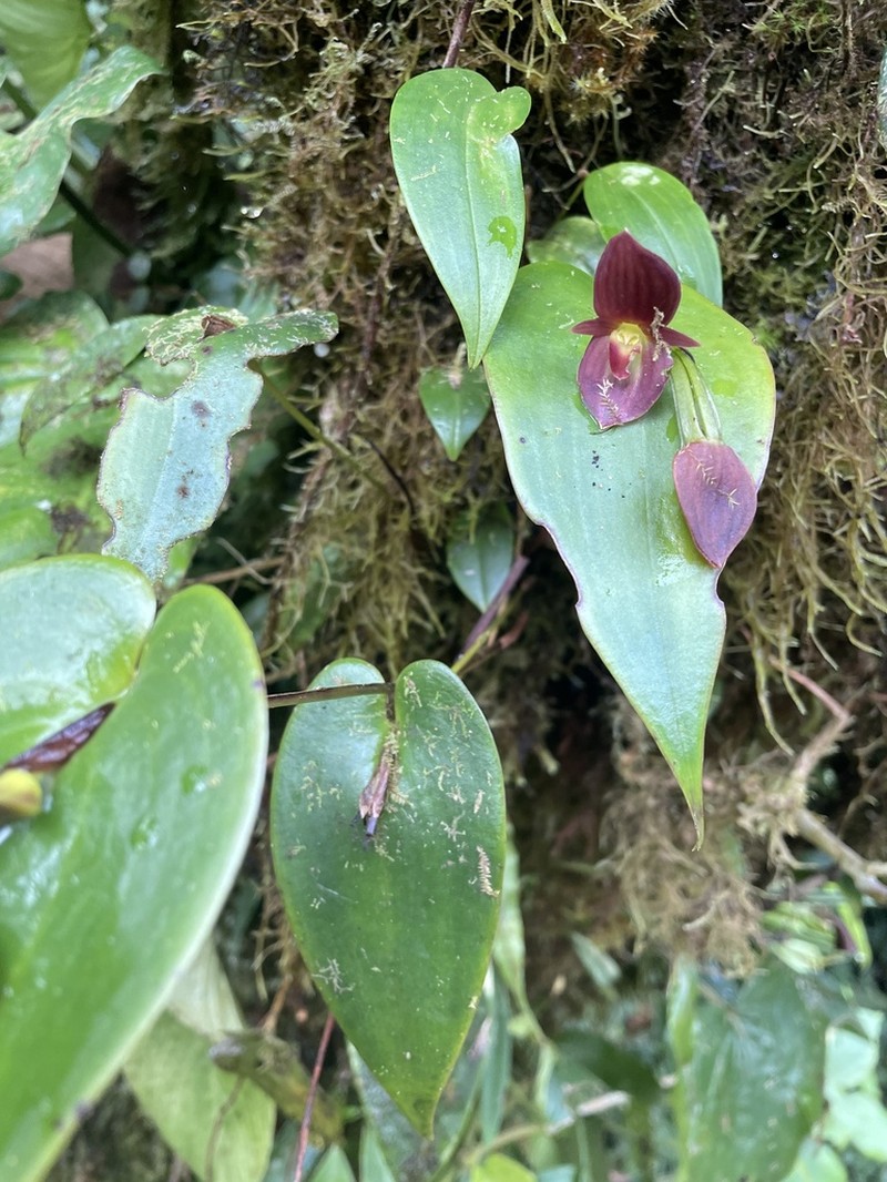 Pleurothallis gonzaleziorum