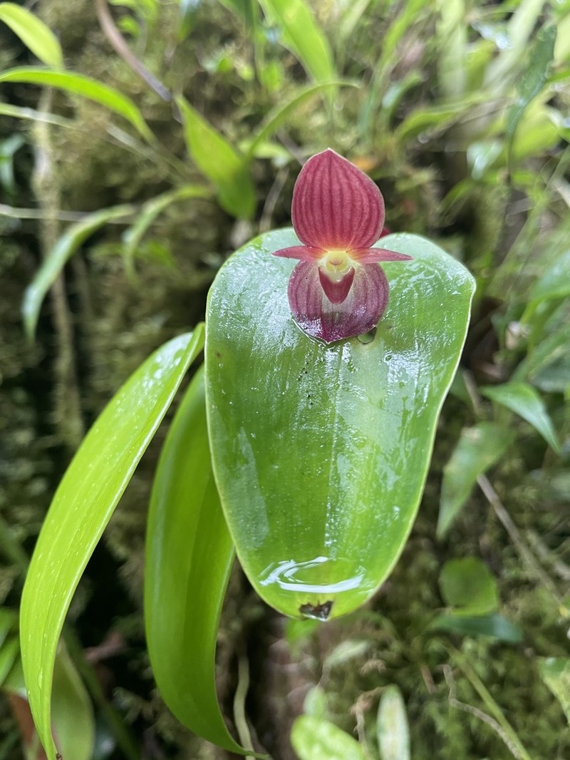 Pleurothallis gonzaleziorum photo 2