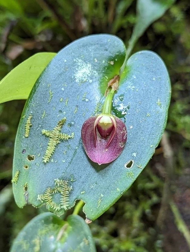 Pleurothallis gonzaleziorum photo 3