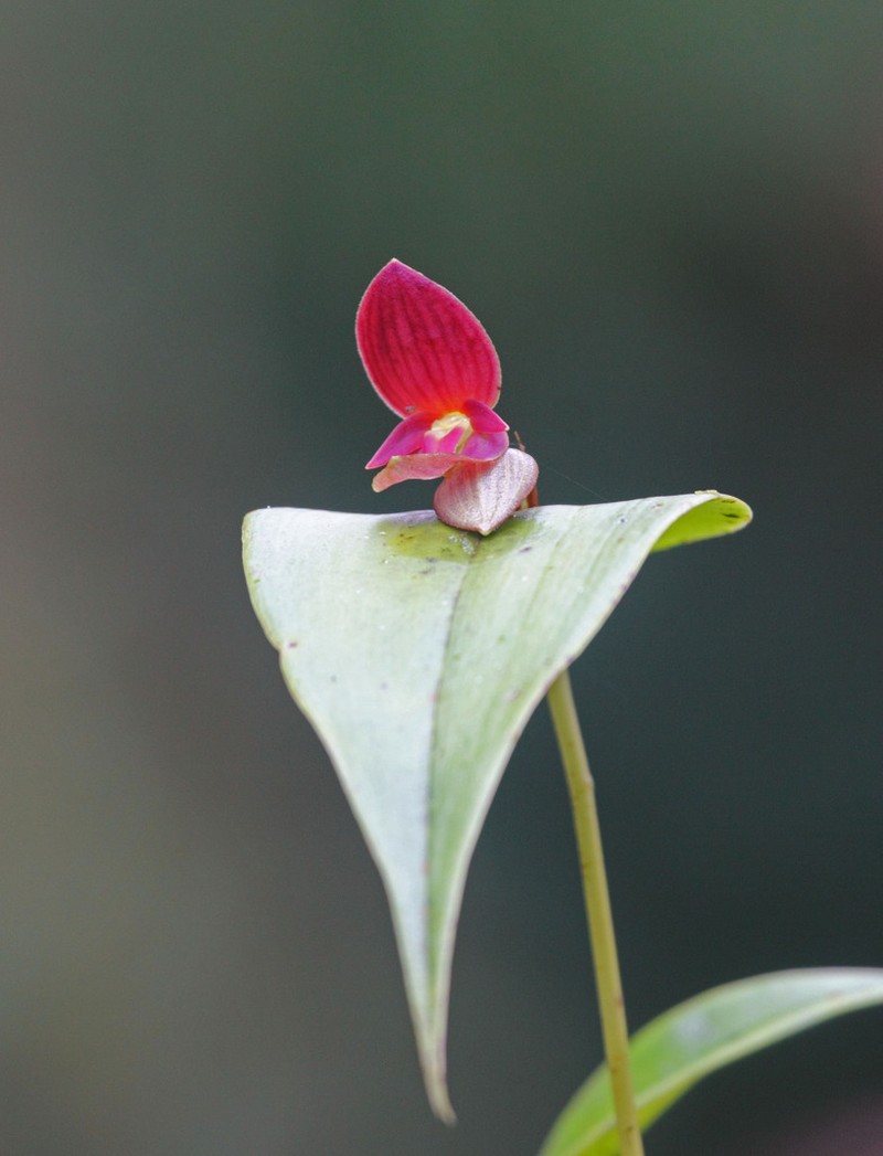 Pleurothallis gonzaleziorum photo 4
