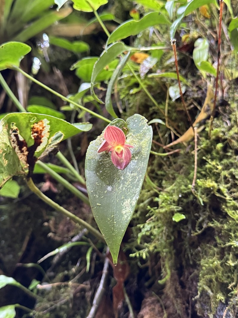 Pleurothallis gonzaleziorum photo 5