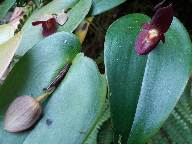 Pleurothallis gonzaleziorum photo 6