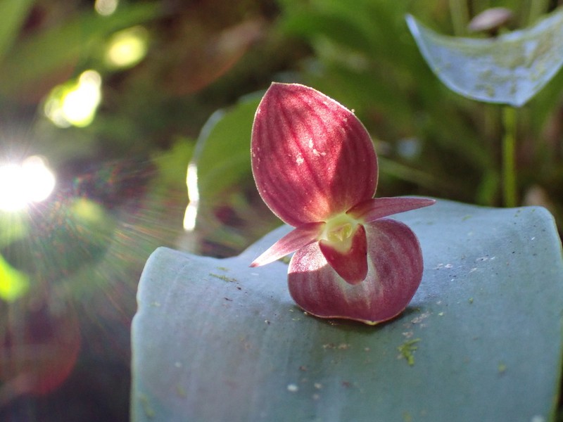 Pleurothallis gonzaleziorum photo 7