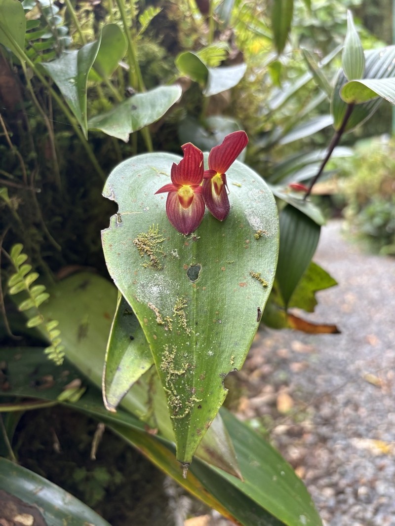 Pleurothallis gonzaleziorum photo 8