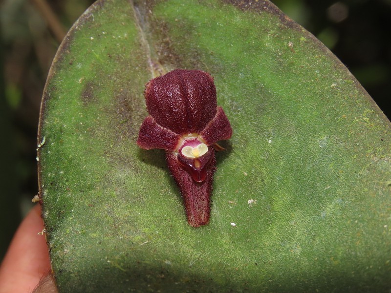 Pleurothallis gonzaloi