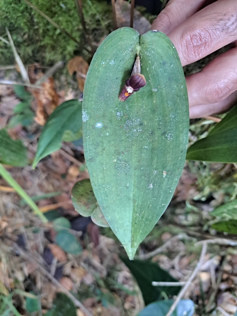Pleurothallis gonzaloi photo 2