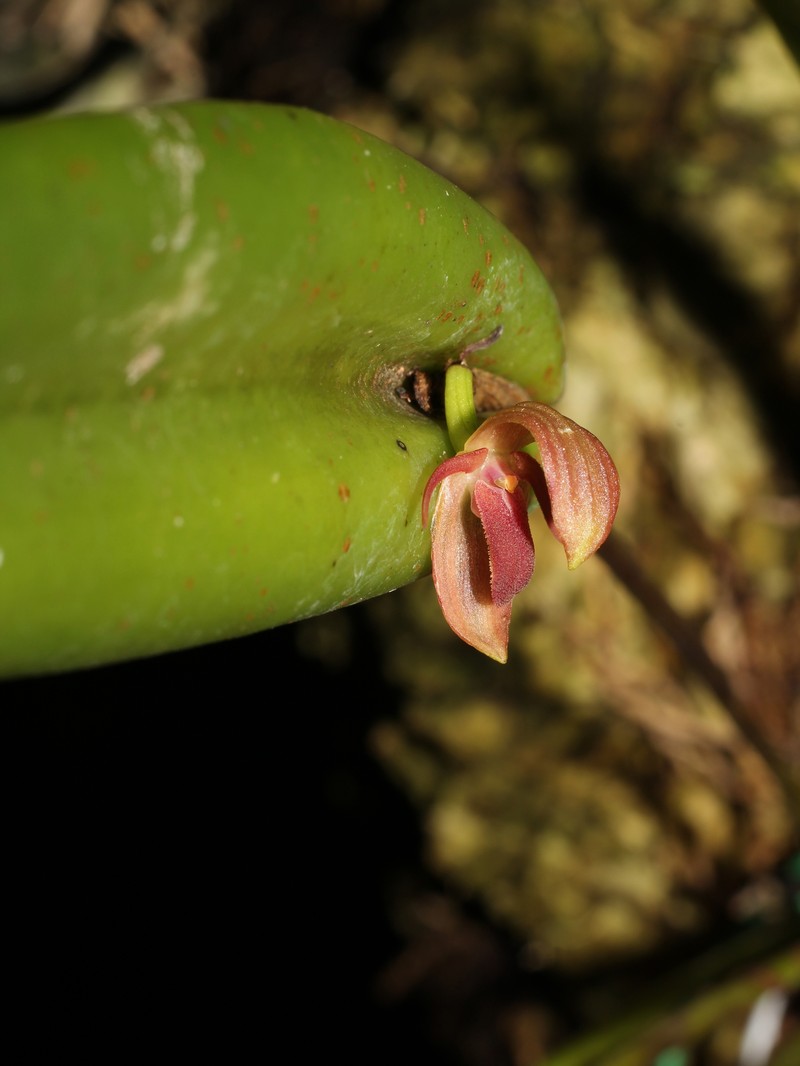 Pleurothallis grandilingua photo 2