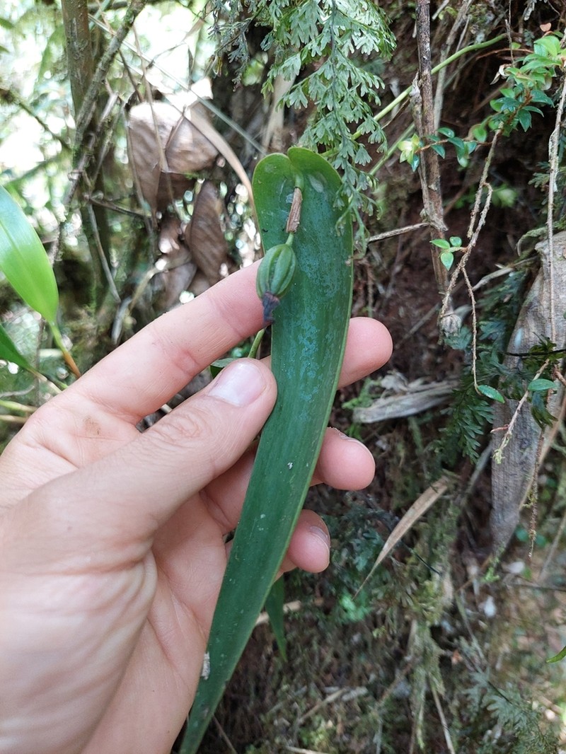 Pleurothallis mahechae