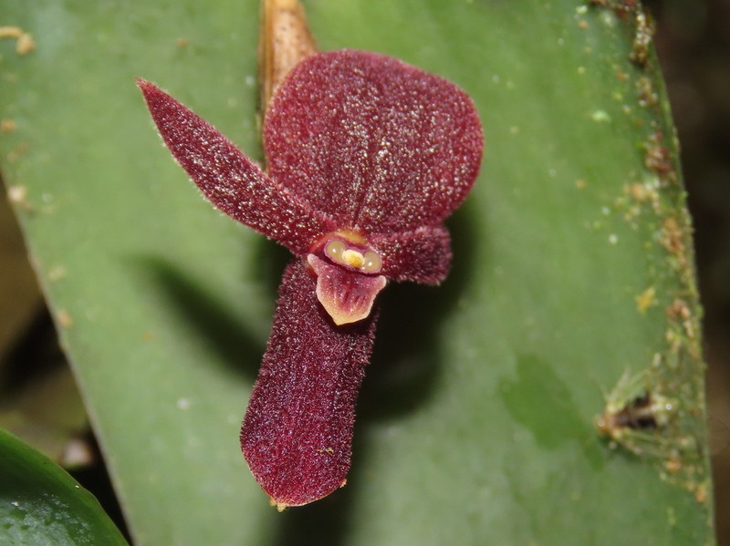 Pleurothallis mahechae photo 2