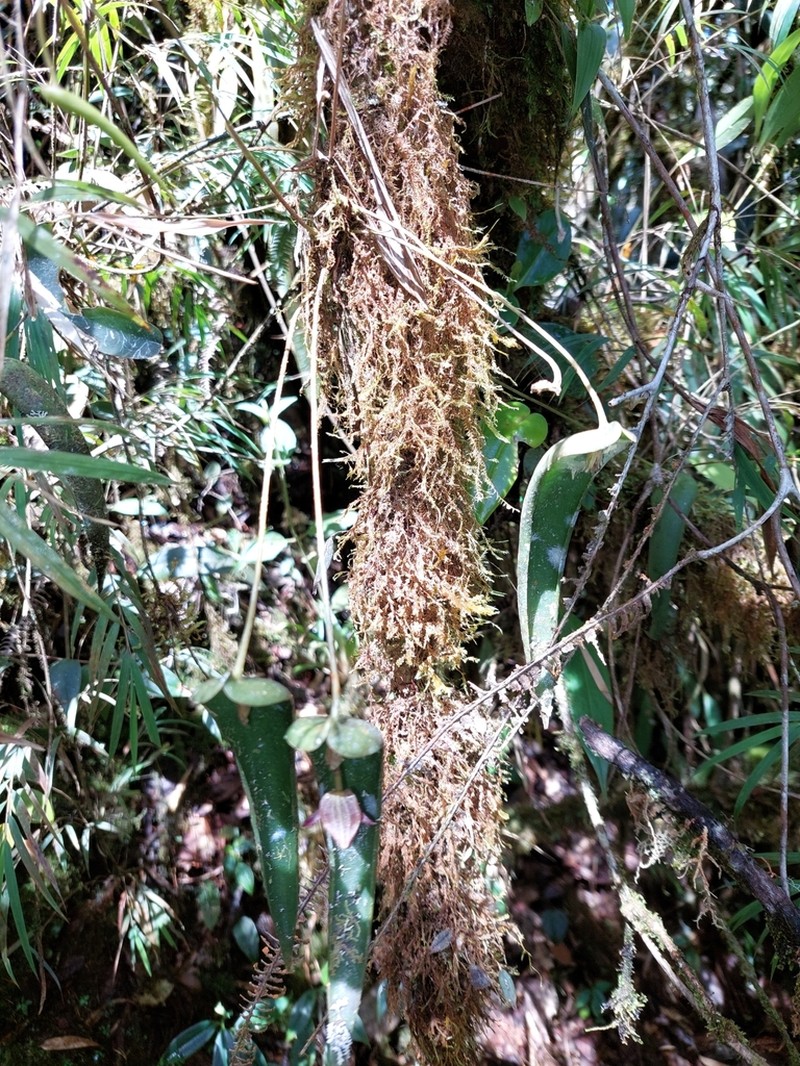 Pleurothallis mahechae photo 3