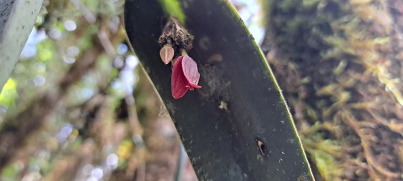 Pleurothallis mahechae photo 4