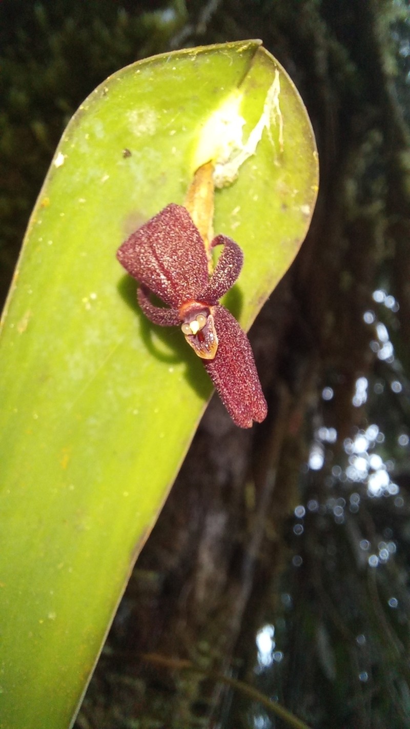 Pleurothallis mahechae photo 5