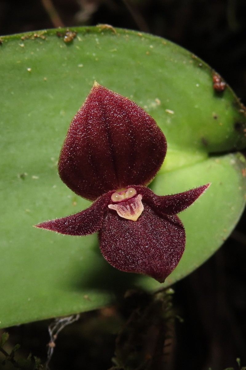 Pleurothallis mahechae photo 6