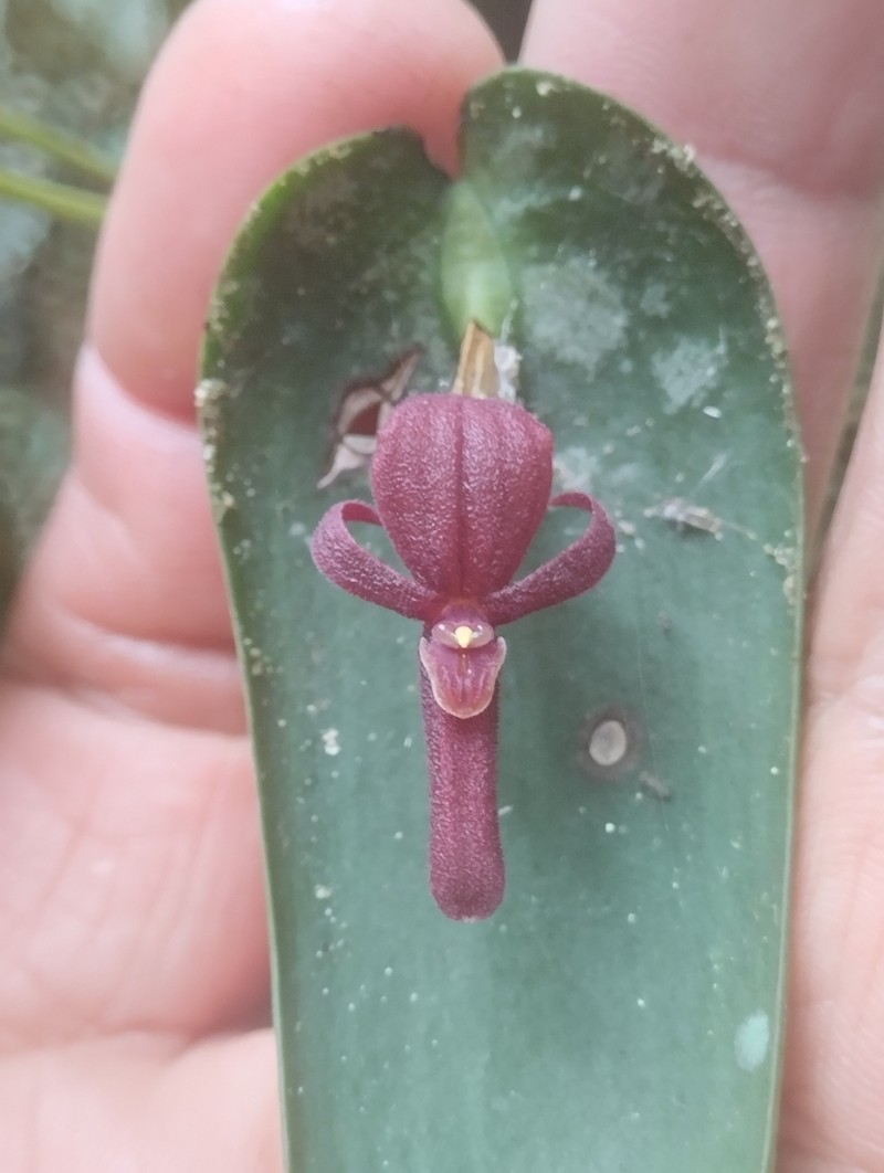 Pleurothallis mahechae photo 7