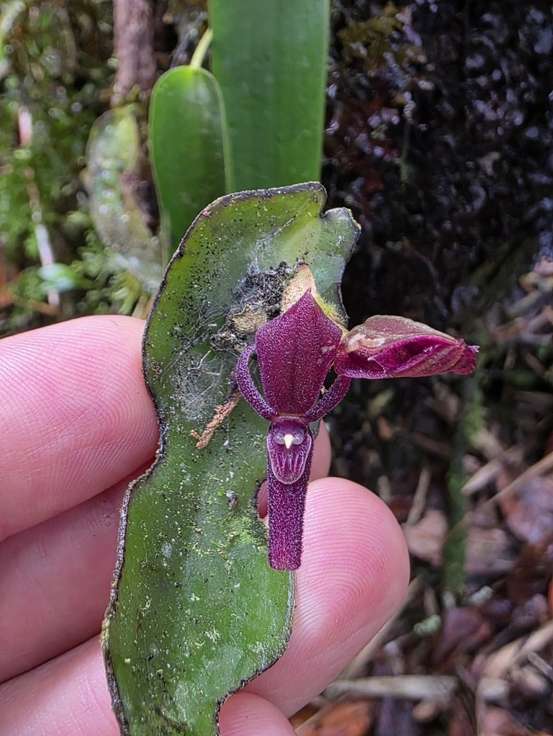 Pleurothallis mahechae photo 8