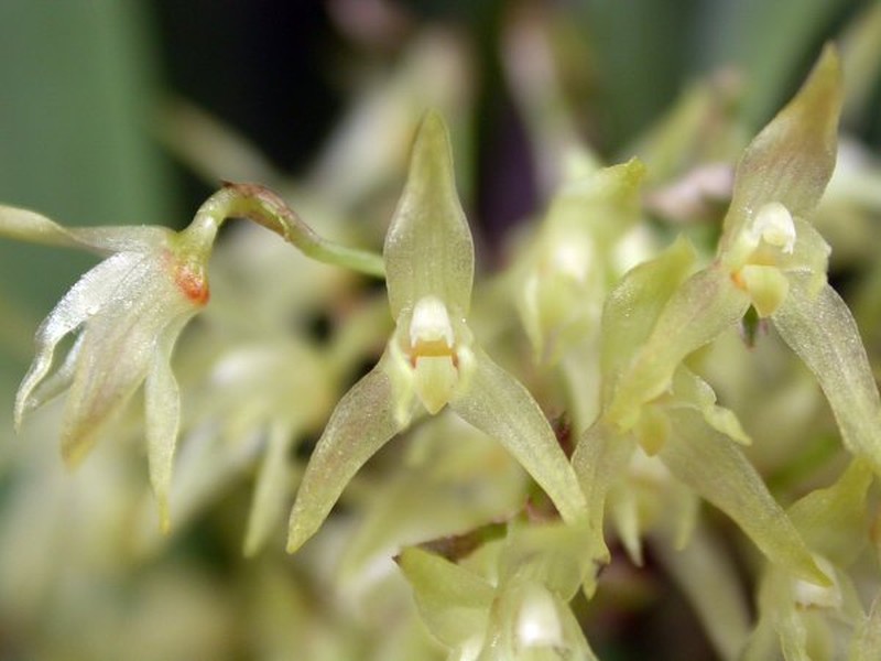 South American Bonnet Orchid