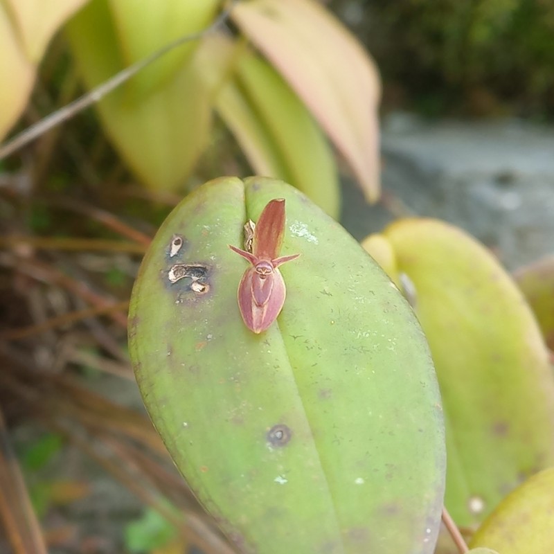 Pleurothallis petroana