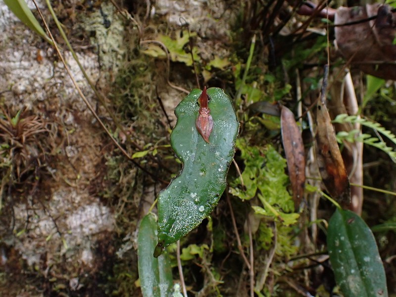 Pleurothallis petroana photo 2