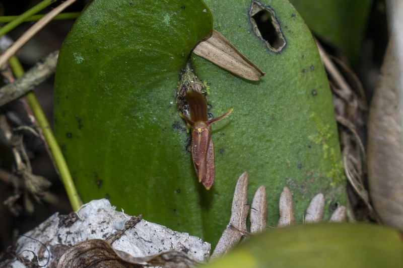 Pleurothallis petroana photo 3