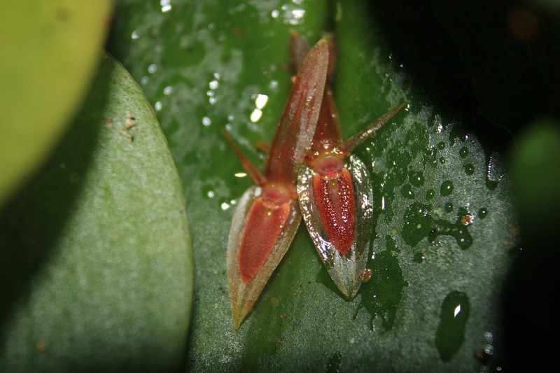Pleurothallis petroana photo 4