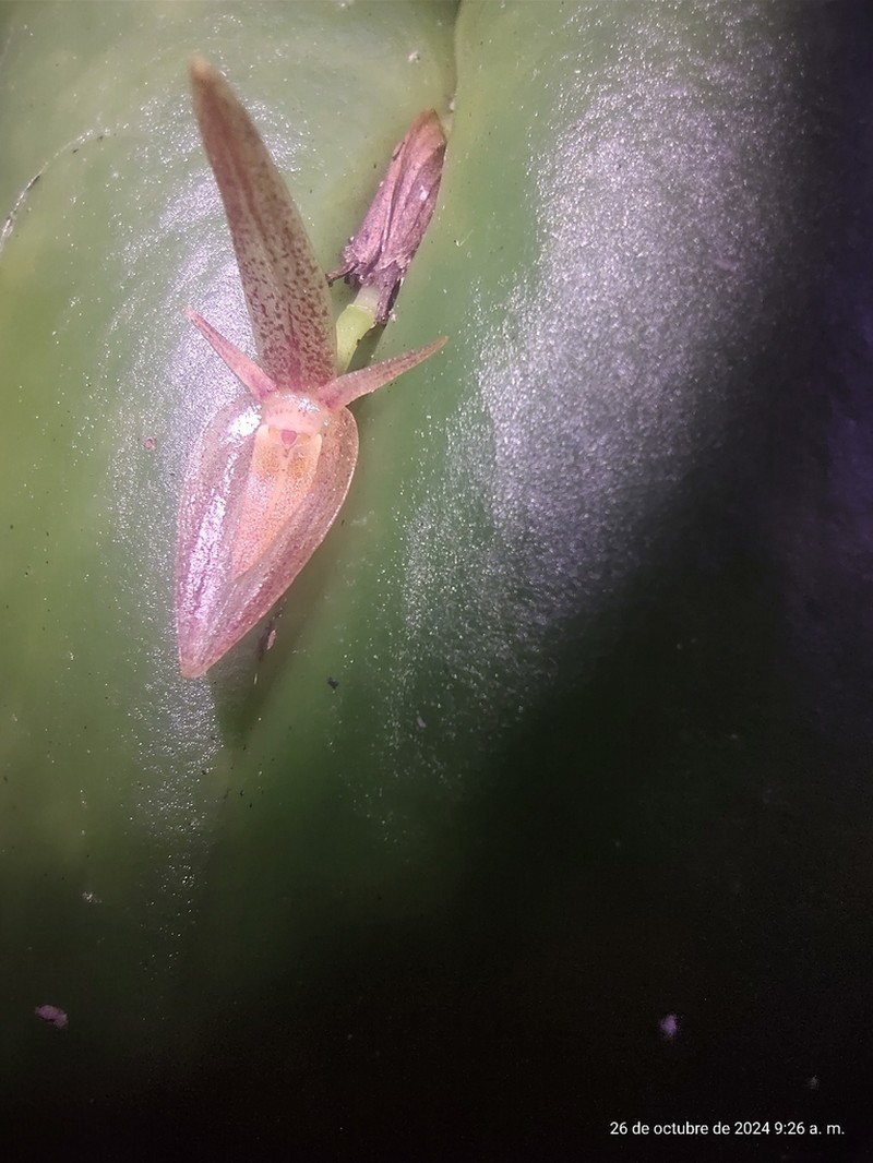 Pleurothallis petroana photo 5