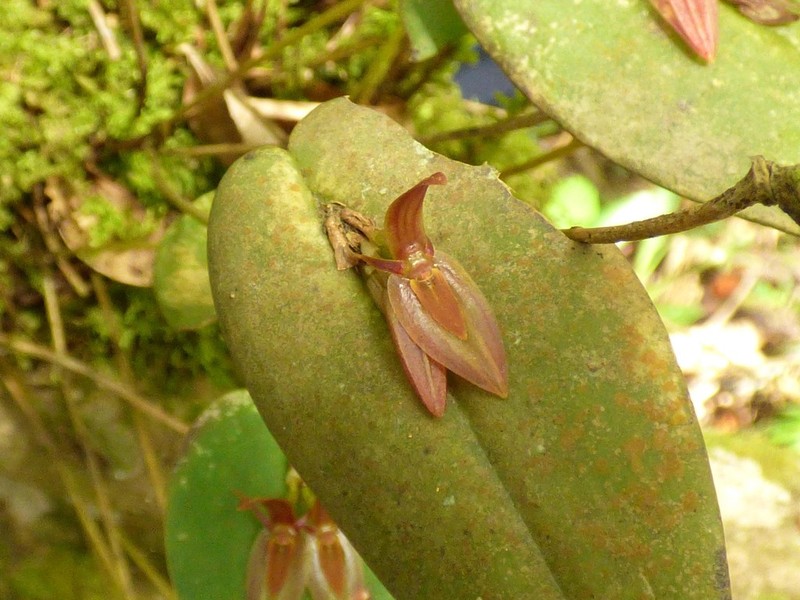 Pleurothallis petroana photo 6