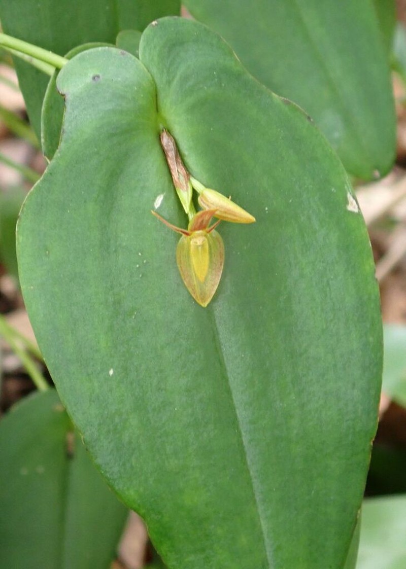Pleurothallis petroana photo 7