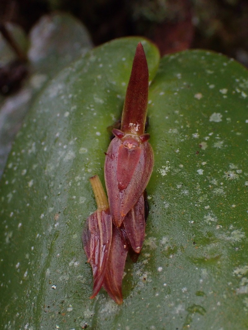 Pleurothallis petroana photo 8
