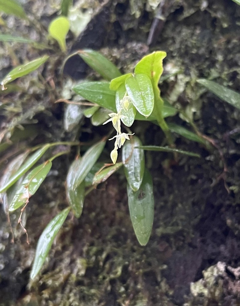 Waxy Bonnet Orchid photo 2
