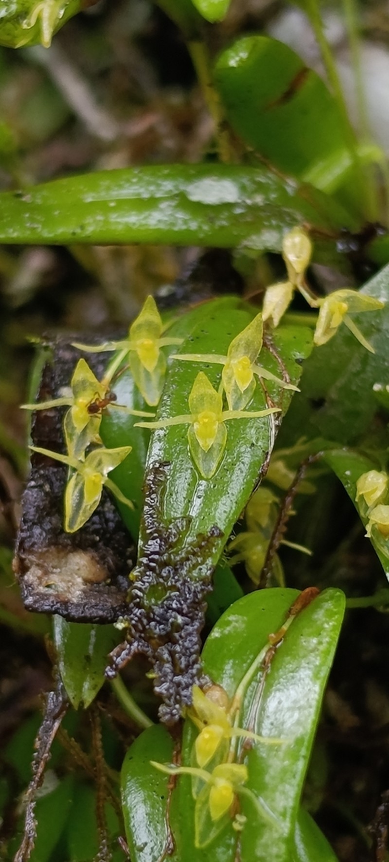 Waxy Bonnet Orchid photo 3