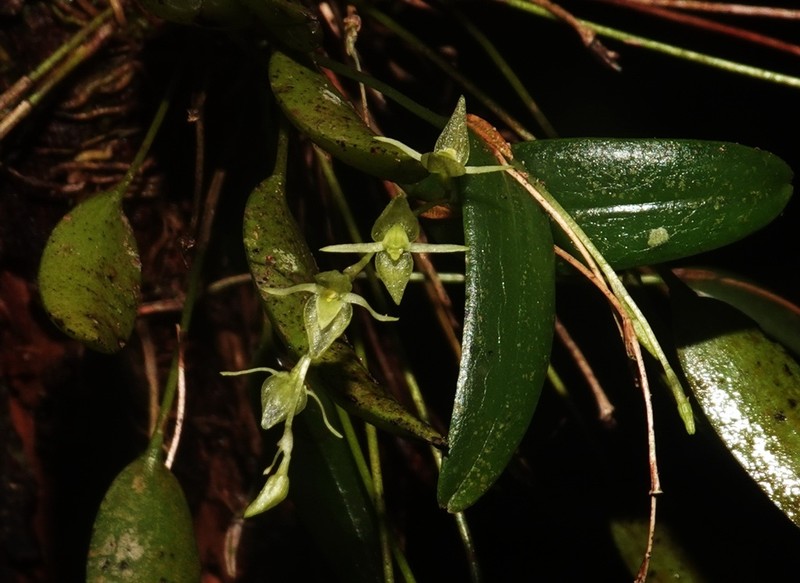Waxy Bonnet Orchid photo 4