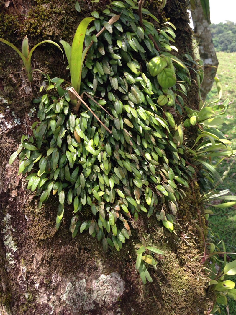 Waxy Bonnet Orchid photo 5