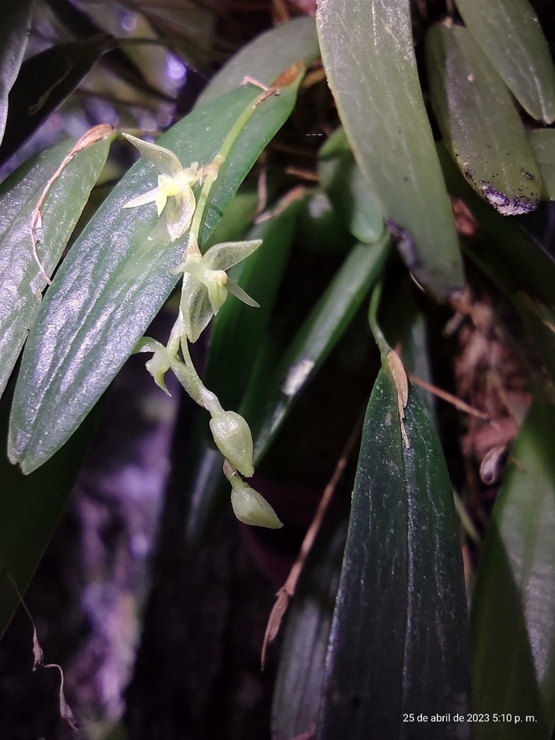 Waxy Bonnet Orchid photo 7