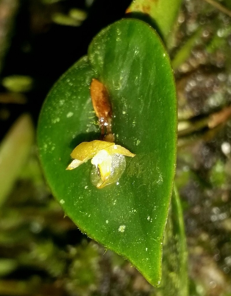 Pleurothallis pseudosphaerantha