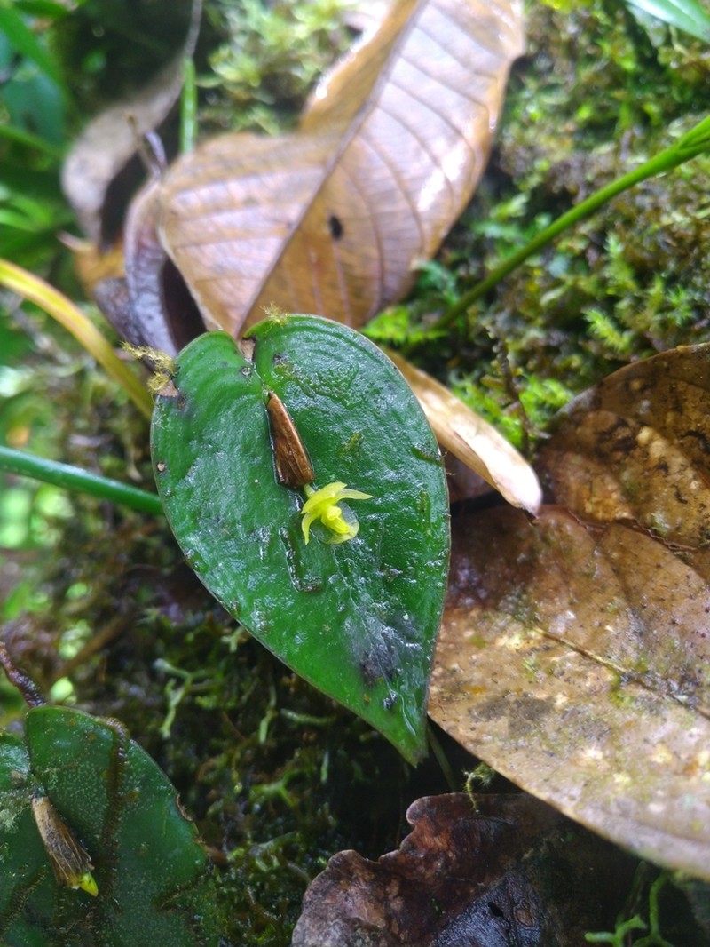 Pleurothallis pseudosphaerantha photo 2