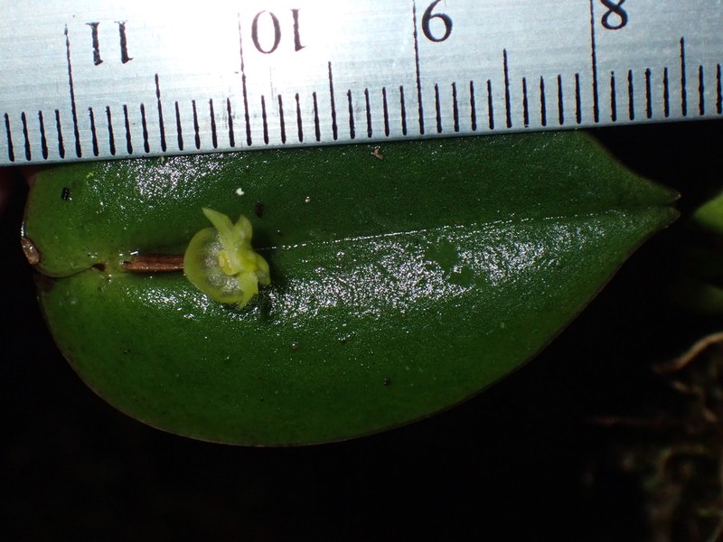 Pleurothallis pseudosphaerantha photo 3