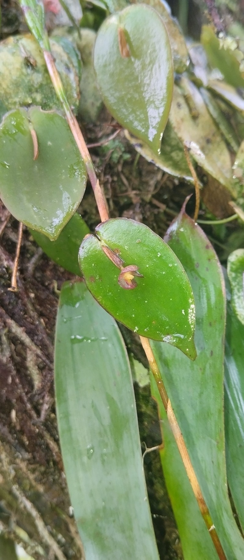 Pleurothallis pseudosphaerantha photo 4