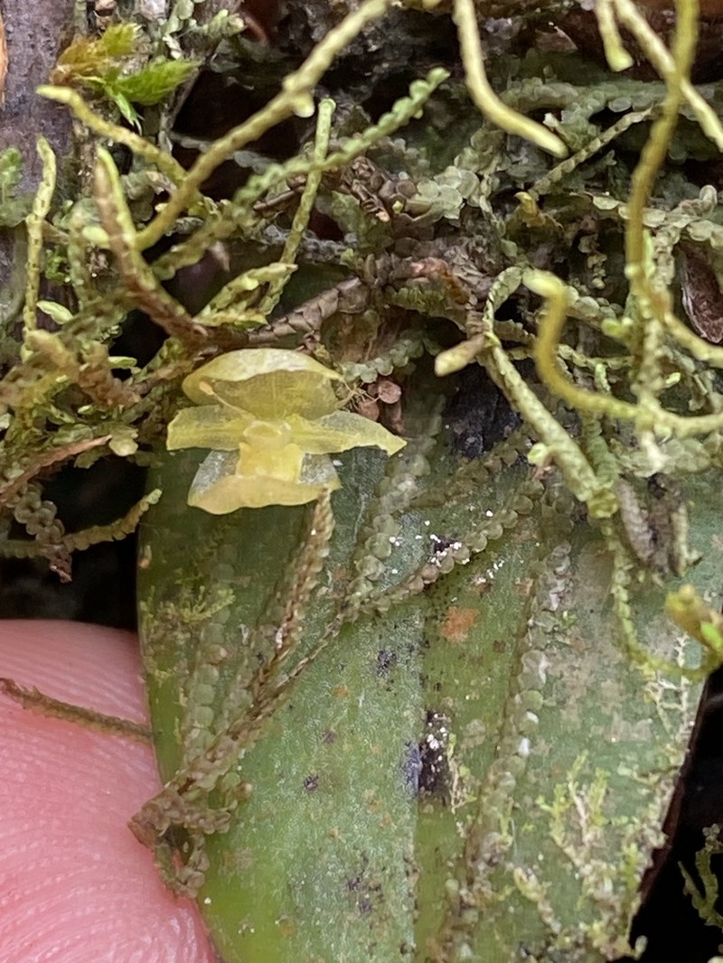 Pleurothallis pseudosphaerantha photo 5