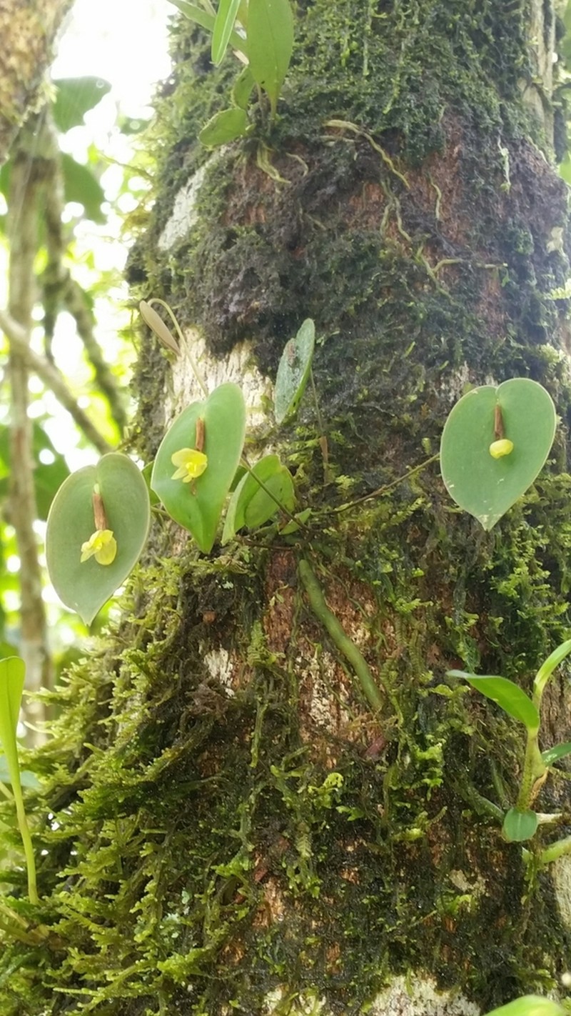 Pleurothallis pseudosphaerantha photo 6