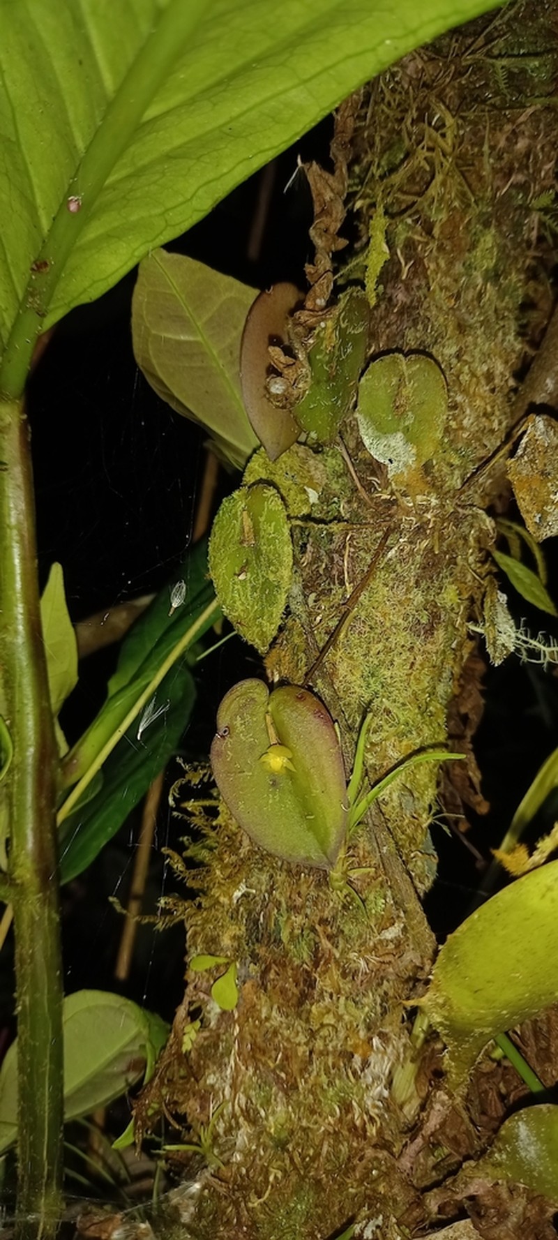 Pleurothallis pseudosphaerantha photo 7