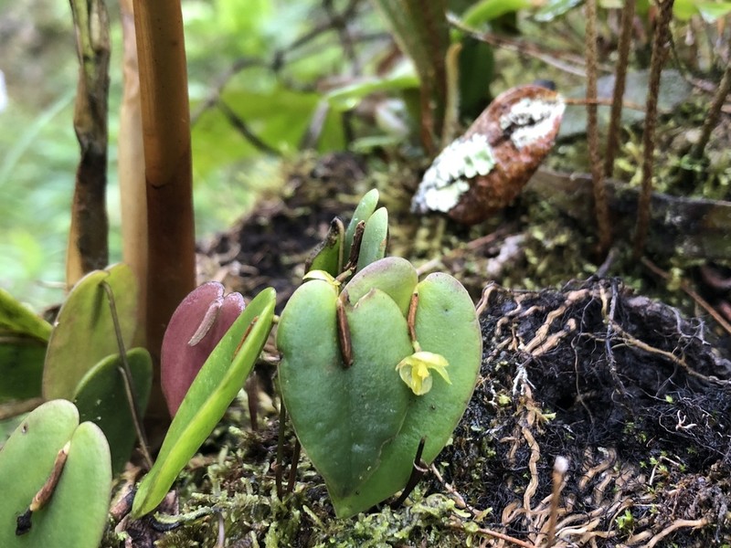 Pleurothallis pseudosphaerantha photo 8