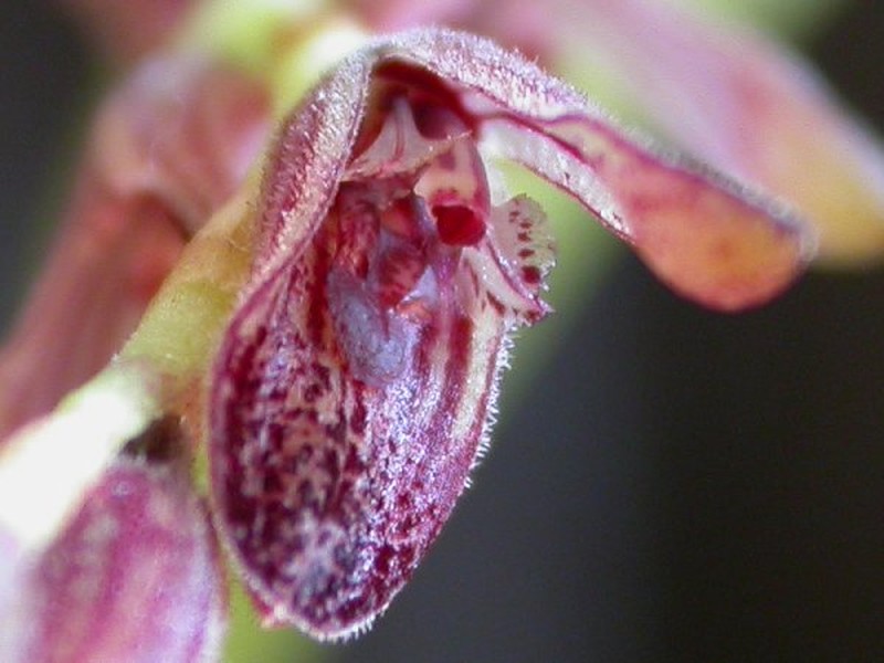 Hairy Bonnet Orchid
